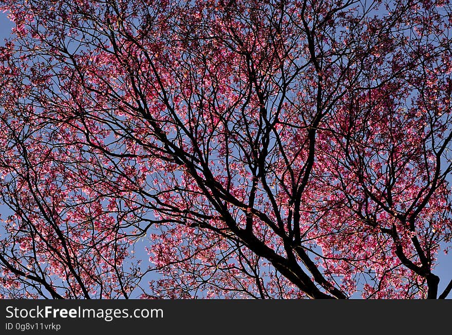 Sakura Tree Under Blue Sky during Daytime