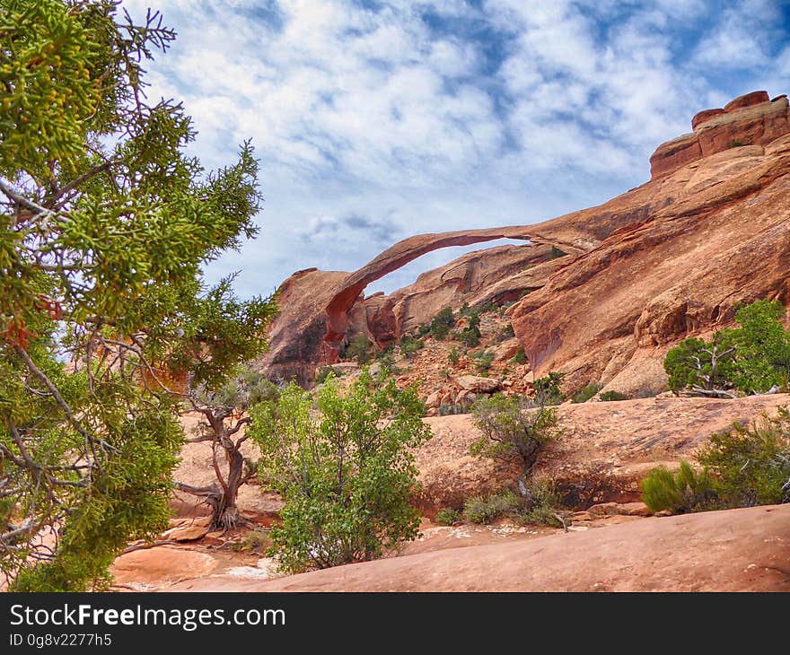 Green Trees Near Brown Canyon