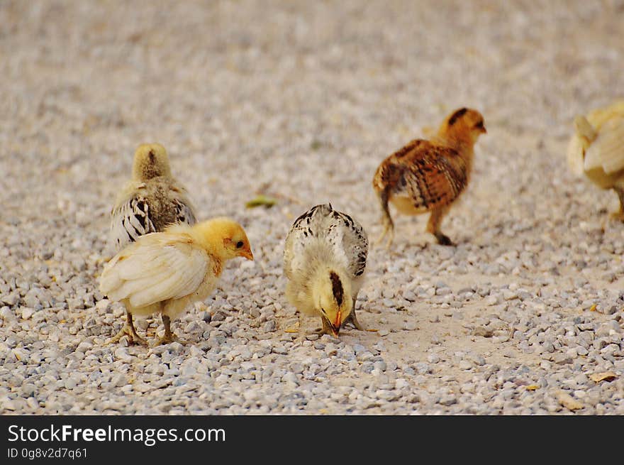 White and Yellow Chicks on Pebble Covered Ground