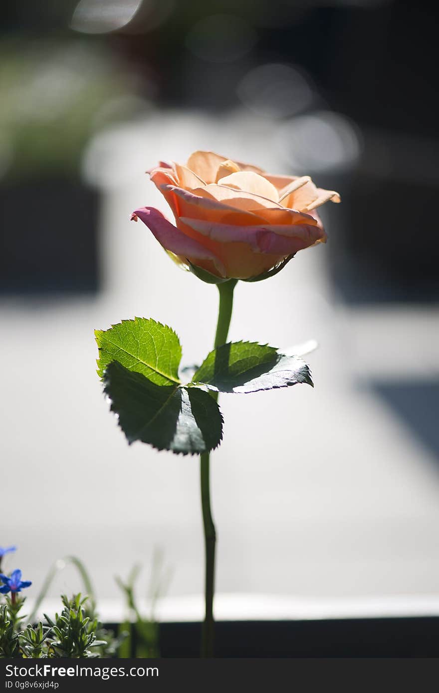 A close up of an orange rose in the garden.