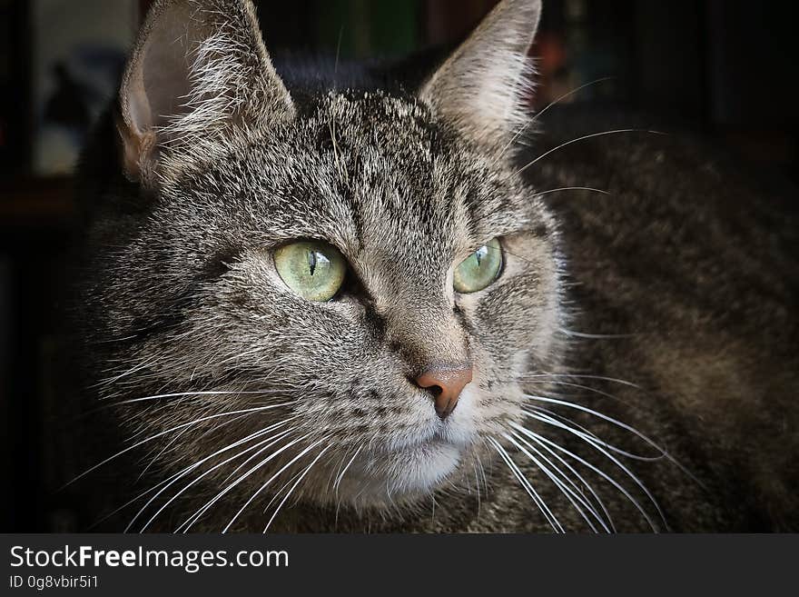 Portrait of cute tabby cat looking to side.