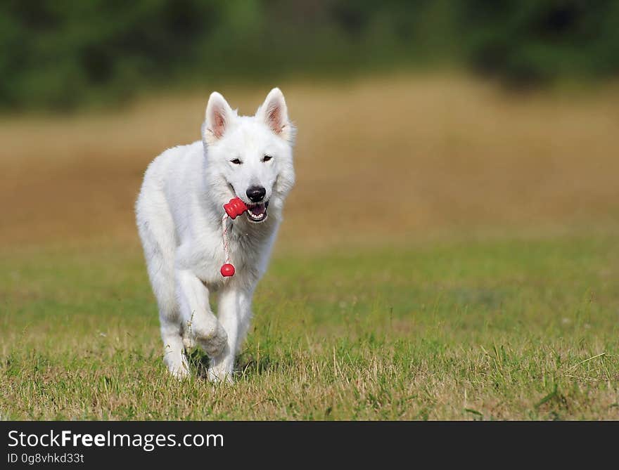 White Dog Running over Green Grass