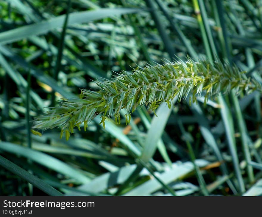 Green Leaf Plant