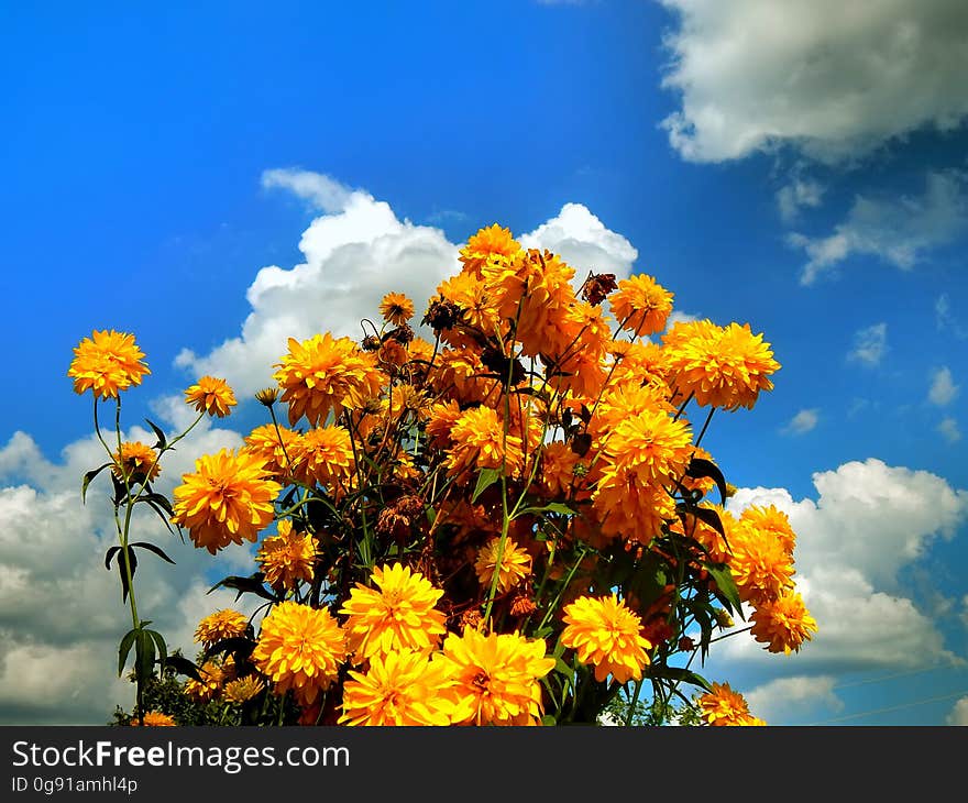 Yellow flowers against the cloudy sky background closeup