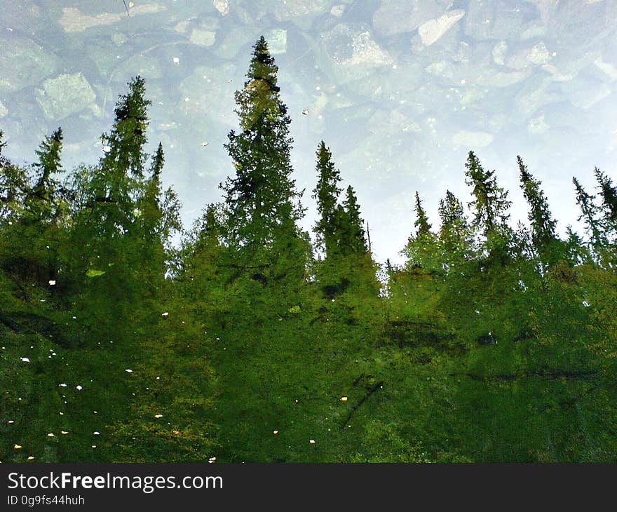 Cloud, Sky, Larch, Plant, Natural landscape, Terrestrial plant