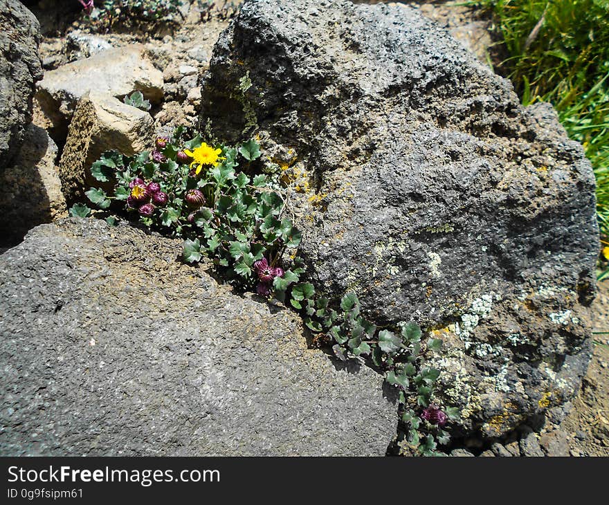 San Francisco Peaks groundsel &#x28;packera franciscana&#x29; is a rare member of the aster family found only on the alpine tundra talus slopes of the San Fracisco Peaks. Off-trail hiking is prohibited above the treeline to protect the fragile habitat of this rare flower. View along Humphreys Trail No. 50. The trail starts at the Arizona Snowbowl and winds steeply up to Humphreys Peak, the highest point in Arizona at 12,633 feet. Humphreys Peak is one of several named peaks in the San Francisco Peaks &#x28;aka San Francisco Mountain or simply &quot;the Peaks&quot;&#x29;. The mountain is an extinct stratovolcano. The 5+ mile hike ascends over an elevation gain of over 3,000 feet, and generally take 6 to 8 hours to complete. Brent Johnston of the Coconino National Forest took this photo on a weekend family hike, July 24, 2015. Credit: U.S. Forest Service, Coconino National Forest. For more information about this trail, see the Humphreys Trail No. 51 trail description on the Coconino National Forest website.