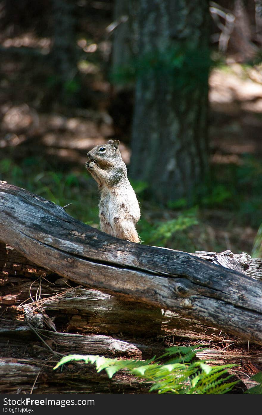 Arizona tree squirrel. Photo by Deborah Lee Soltesz, August 2010. Credit: U.S. Forest Service, Coconino National Forest. For more information about this trail, see the Barbershop No. 91 trail description on the Coconino National Forest website. Arizona tree squirrel. Photo by Deborah Lee Soltesz, August 2010. Credit: U.S. Forest Service, Coconino National Forest. For more information about this trail, see the Barbershop No. 91 trail description on the Coconino National Forest website.