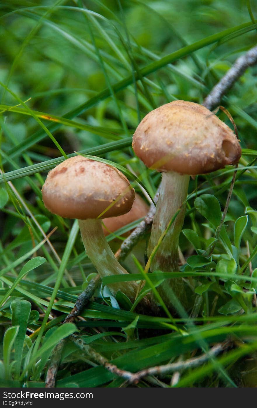 Mushrooms growing along the trail. Photo by Deborah Lee Soltesz, August 2010. Credit: U.S. Forest Service, Coconino National Forest. For more information about this trail, see the Barbershop No. 91 trail description on the Coconino National Forest website. Mushrooms growing along the trail. Photo by Deborah Lee Soltesz, August 2010. Credit: U.S. Forest Service, Coconino National Forest. For more information about this trail, see the Barbershop No. 91 trail description on the Coconino National Forest website.