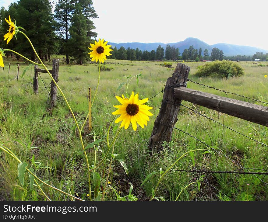 Sunflowers and Mount Elden view from near Old Caves Crater northern trailhead. Photo by Deborah Lee Soltesz, August 2015. Credit: U.S. Forest Service, Coconino National Forest. For more information about this trail, see the Old Caves Crater trail description on the Coconino National Forest website. Sunflowers and Mount Elden view from near Old Caves Crater northern trailhead. Photo by Deborah Lee Soltesz, August 2015. Credit: U.S. Forest Service, Coconino National Forest. For more information about this trail, see the Old Caves Crater trail description on the Coconino National Forest website.