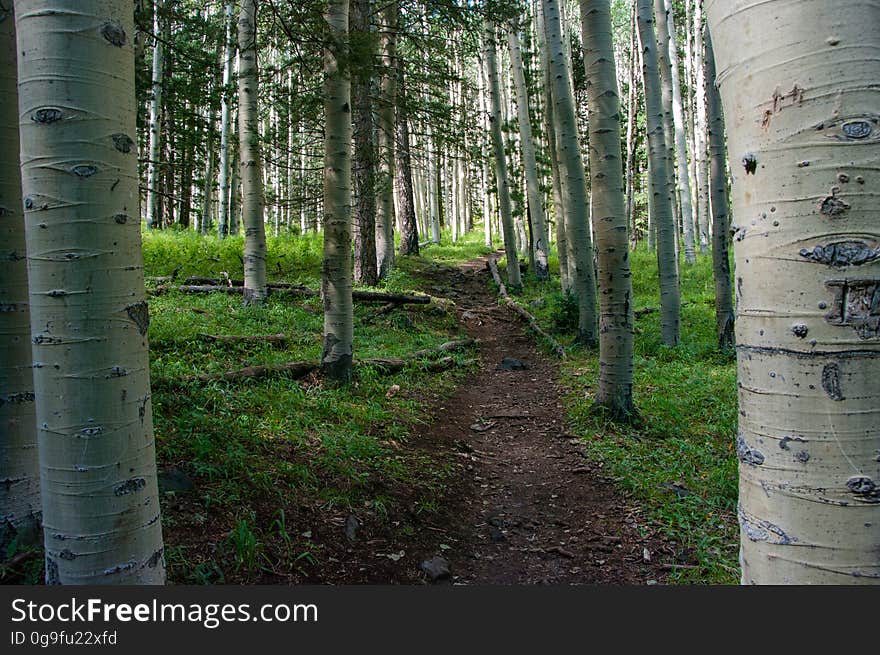 The Inner Basin Trail ascends from Lockett Meadow into the caldera of the San Francisco Peaks, an extinct volcano and home of the tallest peaks in Arizona. The first 1.7 miles of the trail winds through the extensive aspen forest flanking the upper reaches of the Peaks, joining the Waterline Trail briefly before following a jeep road into the caldera. The trail starts at an elevation of 8665 feet, gaining approximately 1200 feet over 2 miles on its way into the Inner Basin. The trail continues another 2 miles, gaining an additional 600 feet or so to join up with the Weatherford Trail. Photo by Deborah Lee Soltesz, August 2015. Credit: U.S. Forest Service, Coconino National Forest. For more information about this trail, see the Inner Basin No. 29 trail description on the Coconino National Forest website.