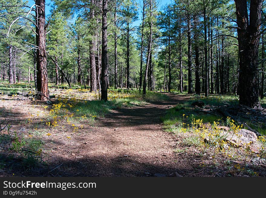 Griffithâ€™s Spring is a shaded and peaceful one-mile loop trail that is close to Flagstaff and is an excellent example of a riparian habitat. James Griffith was a Civil War veteran that came west to homestead in the late 1800â€™s. The spring was part of the homestead which consisted of over 160 acres of diverse countryside. Photo by Deborah Lee Soltesz, June 2015. Credit: U.S. Forest Service, Coconino National Forest. For more information about this trail, see the Griffith Spring No. 189 trail description on the Coconino National Forest website. Griffithâ€™s Spring is a shaded and peaceful one-mile loop trail that is close to Flagstaff and is an excellent example of a riparian habitat. James Griffith was a Civil War veteran that came west to homestead in the late 1800â€™s. The spring was part of the homestead which consisted of over 160 acres of diverse countryside. Photo by Deborah Lee Soltesz, June 2015. Credit: U.S. Forest Service, Coconino National Forest. For more information about this trail, see the Griffith Spring No. 189 trail description on the Coconino National Forest website.