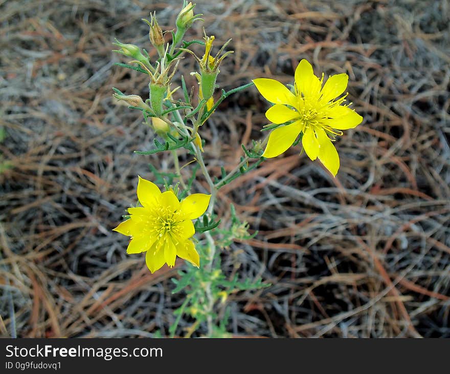 Blazing star &#x28;Mentzelia multiflora&#x29;. Photo by Deborah Lee Soltesz, August 2015. Credit: U.S. Forest Service, Coconino National Forest. For more information about this trail, see the Old Caves Crater trail description on the Coconino National Forest website. Blazing star &#x28;Mentzelia multiflora&#x29;. Photo by Deborah Lee Soltesz, August 2015. Credit: U.S. Forest Service, Coconino National Forest. For more information about this trail, see the Old Caves Crater trail description on the Coconino National Forest website.