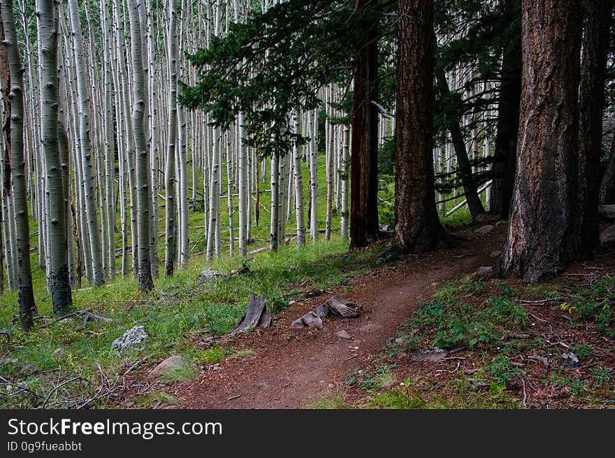 The Inner Basin Trail ascends from Lockett Meadow into the caldera of the San Francisco Peaks, an extinct volcano and home of the tallest peaks in Arizona. The first 1.7 miles of the trail winds through the extensive aspen forest flanking the upper reaches of the Peaks, joining the Waterline Trail briefly before following a jeep road into the caldera. The trail starts at an elevation of 8665 feet, gaining approximately 1200 feet over 2 miles on its way into the Inner Basin. The trail continues another 2 miles, gaining an additional 600 feet or so to join up with the Weatherford Trail. Photo by Deborah Lee Soltesz, August 2015. Credit: U.S. Forest Service, Coconino National Forest. For more information about this trail, see the Inner Basin No. 29 trail description on the Coconino National Forest website.