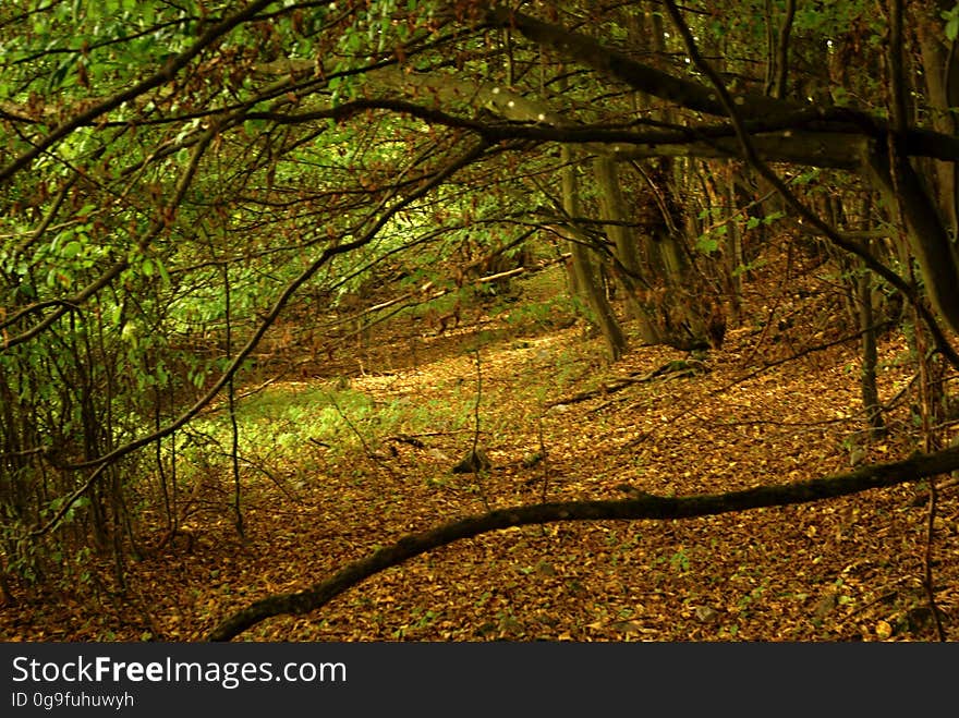 Taken in woods of Moravian Karst, Czech Republic. --- About Moravian Karst: www.moravskykras.net/en/moravian-karst.html. Taken in woods of Moravian Karst, Czech Republic. --- About Moravian Karst: www.moravskykras.net/en/moravian-karst.html