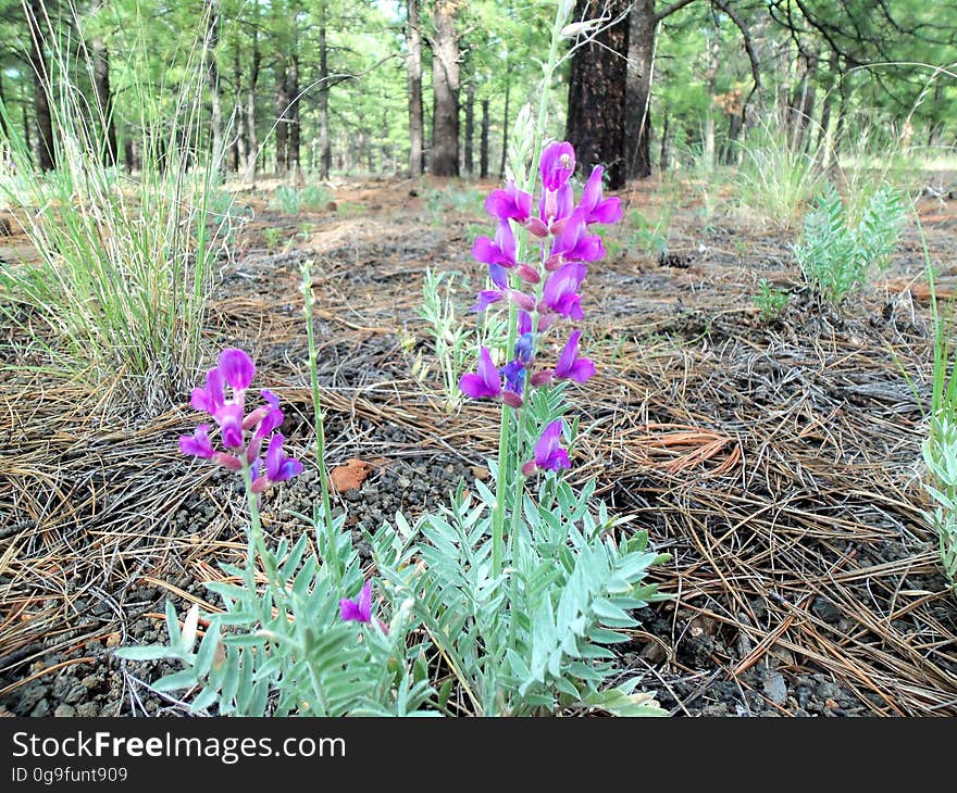 Milkvetch. Photo by Deborah Lee Soltesz, August 2015. Credit: U.S. Forest Service, Coconino National Forest. For more information about this trail, see the Old Caves Crater trail description on the Coconino National Forest website. Milkvetch. Photo by Deborah Lee Soltesz, August 2015. Credit: U.S. Forest Service, Coconino National Forest. For more information about this trail, see the Old Caves Crater trail description on the Coconino National Forest website.