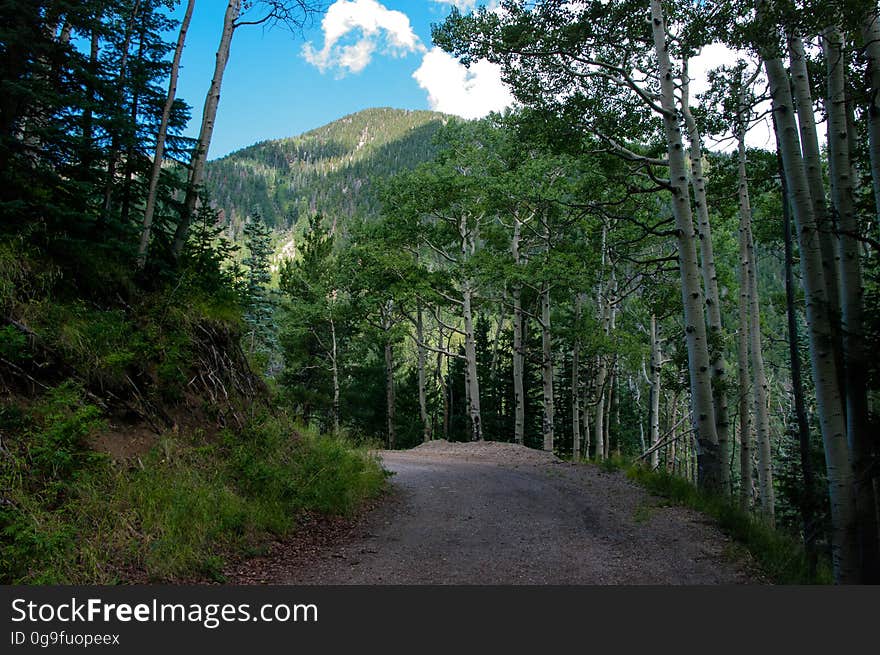 On the Waterline Road segment of the Inner Basin Trail. The Inner Basin Trail ascends from Lockett Meadow into the caldera of the San Francisco Peaks, an extinct volcano and home of the tallest peaks in Arizona. The first 1.7 miles of the trail winds through the extensive aspen forest flanking the upper reaches of the Peaks, joining the Waterline Trail briefly before following a jeep road into the caldera. The trail starts at an elevation of 8665 feet, gaining approximately 1200 feet over 2 miles on its way into the Inner Basin. The trail continues another 2 miles, gaining an additional 600 feet or so to join up with the Weatherford Trail. Photo by Deborah Lee Soltesz, August 2015. Credit: U.S. Forest Service, Coconino National Forest. For more information about this trail, see the Inner Basin No. 29 trail description on the Coconino National Forest website.