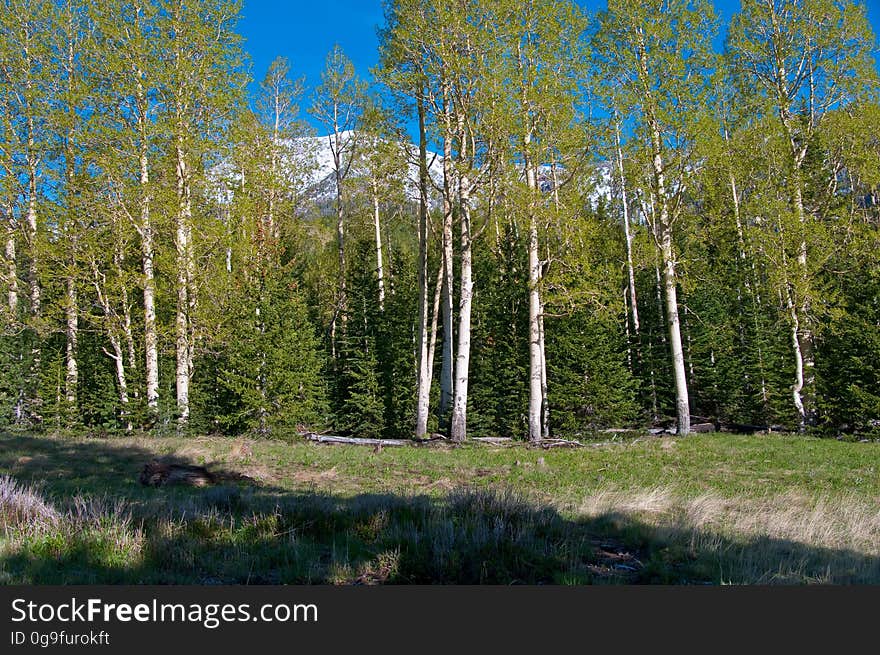 The Inner Basin Trail ascends from Lockett Meadow into the caldera of the San Francisco Peaks, an extinct volcano and home of the tallest peaks in Arizona. The first 1.7 miles of the trail winds through the extensive aspen forest flanking the upper reaches of the Peaks, joining the Waterline Trail briefly before following a jeep road into the caldera. The trail starts at an elevation of 8665 feet, gaining approximately 1200 feet over 2 miles on its way into the Inner Basin. The trail continues another 2 miles, gaining an additional 600 feet or so to join up with the Weatherford Trail. Photo by Deborah Lee Soltesz, May 2009. Credit: U.S. Forest Service, Coconino National Forest. For more information about this trail, see the Inner Basin No. 29 trail description on the Coconino National Forest website.