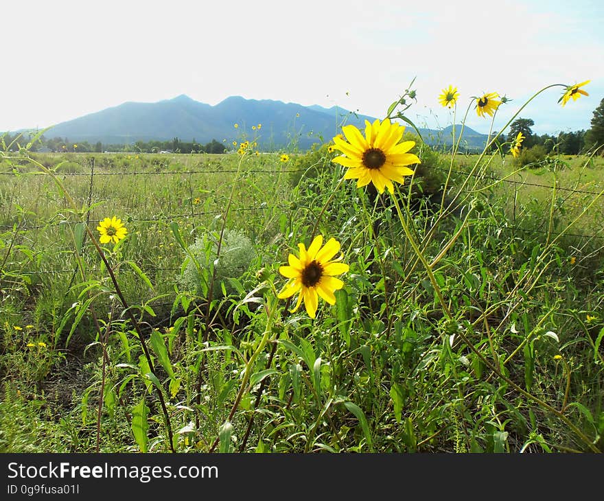 Sunflowers and view of the San Francisco Peaks near Old Caves Crater northern trailhead. Photo by Deborah Lee Soltesz, August 2015. Credit: U.S. Forest Service, Coconino National Forest. For more information about this trail, see the Old Caves Crater trail description on the Coconino National Forest website. Sunflowers and view of the San Francisco Peaks near Old Caves Crater northern trailhead. Photo by Deborah Lee Soltesz, August 2015. Credit: U.S. Forest Service, Coconino National Forest. For more information about this trail, see the Old Caves Crater trail description on the Coconino National Forest website.