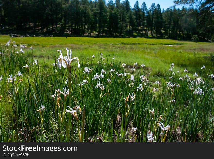 Griffith’s Spring is a shaded and peaceful one-mile loop trail that is close to Flagstaff and is an excellent example of a riparian habitat. James Griffith was a Civil War veteran that came west to homestead in the late 1800’s. The spring was part of the homestead which consisted of over 160 acres of diverse countryside. Photo by Deborah Lee Soltesz, June 2015. Credit: U.S. Forest Service, Coconino National Forest. For more information about this trail, see the Griffith Spring No. 189 trail description on the Coconino National Forest website. Griffith’s Spring is a shaded and peaceful one-mile loop trail that is close to Flagstaff and is an excellent example of a riparian habitat. James Griffith was a Civil War veteran that came west to homestead in the late 1800’s. The spring was part of the homestead which consisted of over 160 acres of diverse countryside. Photo by Deborah Lee Soltesz, June 2015. Credit: U.S. Forest Service, Coconino National Forest. For more information about this trail, see the Griffith Spring No. 189 trail description on the Coconino National Forest website.