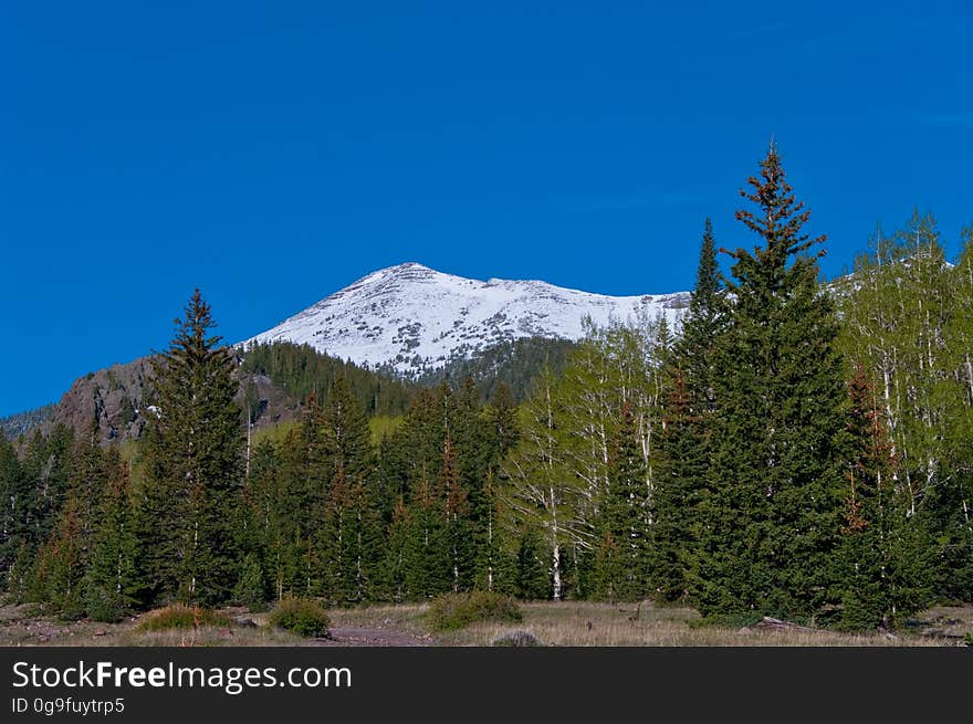 The Inner Basin Trail ascends from Lockett Meadow into the caldera of the San Francisco Peaks, an extinct volcano and home of the tallest peaks in Arizona. The first 1.7 miles of the trail winds through the extensive aspen forest flanking the upper reaches of the Peaks, joining the Waterline Trail briefly before following a jeep road into the caldera. The trail starts at an elevation of 8665 feet, gaining approximately 1200 feet over 2 miles on its way into the Inner Basin. The trail continues another 2 miles, gaining an additional 600 feet or so to join up with the Weatherford Trail. Photo by Deborah Lee Soltesz, May 2009. Credit: U.S. Forest Service, Coconino National Forest. For more information about this trail, see the Inner Basin No. 29 trail description on the Coconino National Forest website.