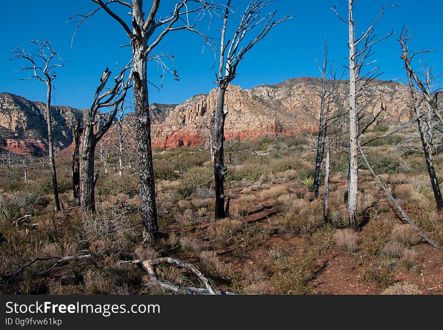 In June 2006, a human-caused wildfire swept across the mesa, ultimately burning approximately 4,500 acres of forest land. View from near the trail looking northeast towards Wilson Mountain. Photo by Deborah Lee Soltesz, February 2010. Credit: U.S. Forest Service, Coconino National Forest. For more information about this trail, see the Brins Mesa No. 119 trail description on the Coconino National Forest website.