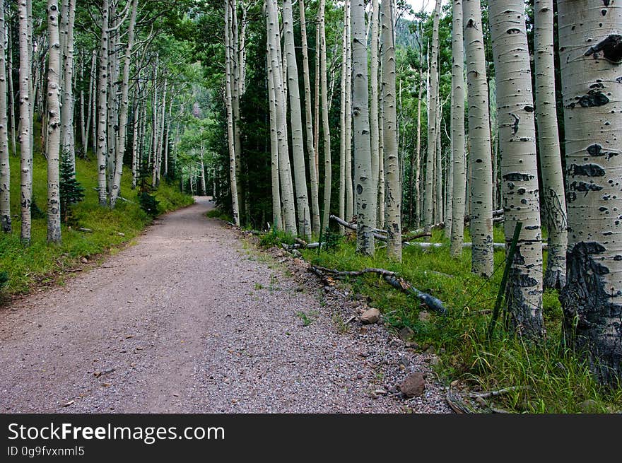 On the Waterline Road segment of the Inner Basin Trail. The Inner Basin Trail ascends from Lockett Meadow into the caldera of the San Francisco Peaks, an extinct volcano and home of the tallest peaks in Arizona. The first 1.7 miles of the trail winds through the extensive aspen forest flanking the upper reaches of the Peaks, joining the Waterline Trail briefly before following a jeep road into the caldera. The trail starts at an elevation of 8665 feet, gaining approximately 1200 feet over 2 miles on its way into the Inner Basin. The trail continues another 2 miles, gaining an additional 600 feet or so to join up with the Weatherford Trail. Photo by Deborah Lee Soltesz, August 2015. Credit: U.S. Forest Service, Coconino National Forest. For more information about this trail, see the Inner Basin No. 29 trail description on the Coconino National Forest website.