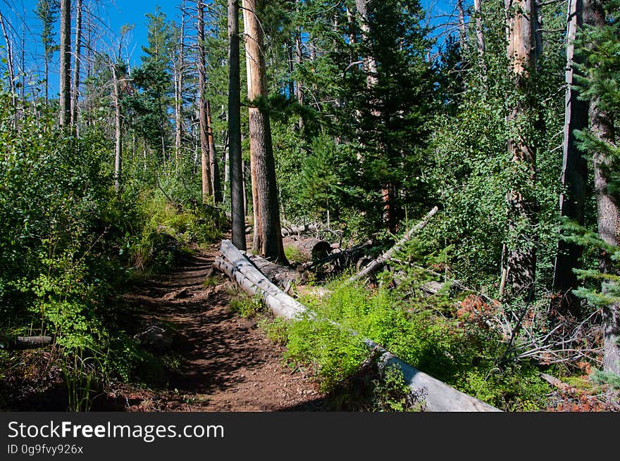 The Inner Basin Trail ascends from Lockett Meadow into the caldera of the San Francisco Peaks, an extinct volcano and home of the tallest peaks in Arizona. The first 1.7 miles of the trail winds through the extensive aspen forest flanking the upper reaches of the Peaks, joining the Waterline Trail briefly before following a jeep road into the caldera. The trail starts at an elevation of 8665 feet, gaining approximately 1200 feet over 2 miles on its way into the Inner Basin. The trail continues another 2 miles, gaining an additional 600 feet or so to join up with the Weatherford Trail. Photo by Deborah Lee Soltesz, August 2015. Credit: U.S. Forest Service, Coconino National Forest. For more information about this trail, see the Inner Basin No. 29 trail description on the Coconino National Forest website.