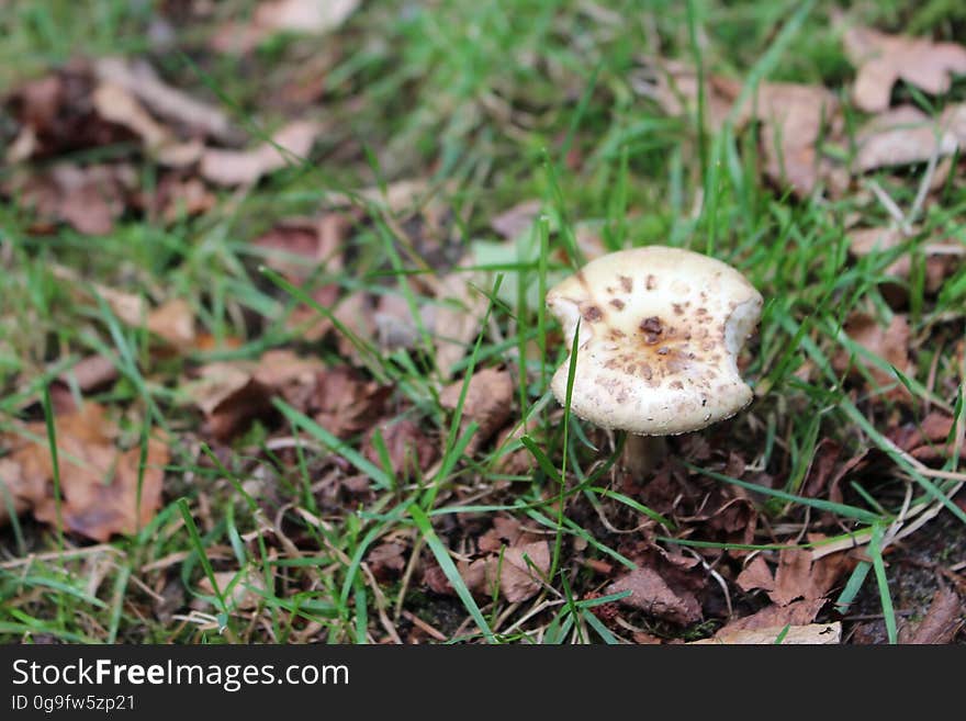 Photo taken in a Dutch forest, at the end of summer. Photo taken in a Dutch forest, at the end of summer.