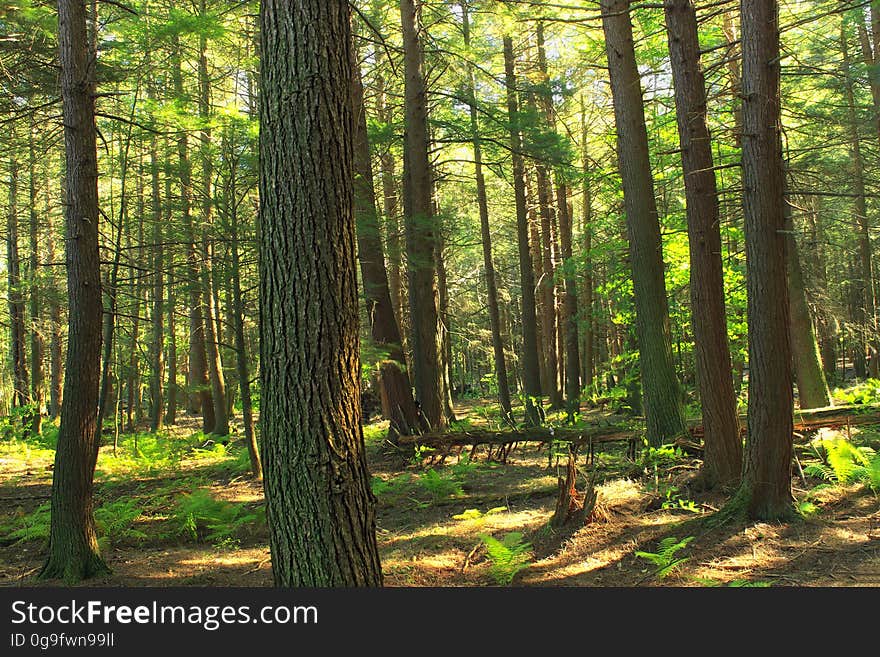 Stand of mixed-age hemlocks near Nescopeck Creek, Luzerne County, within Nescopeck State Park. I&#x27;ve licensed this photo as CC0 for release into the public domain. You&#x27;re welcome to download the photo and use it without attribution. Stand of mixed-age hemlocks near Nescopeck Creek, Luzerne County, within Nescopeck State Park. I&#x27;ve licensed this photo as CC0 for release into the public domain. You&#x27;re welcome to download the photo and use it without attribution.