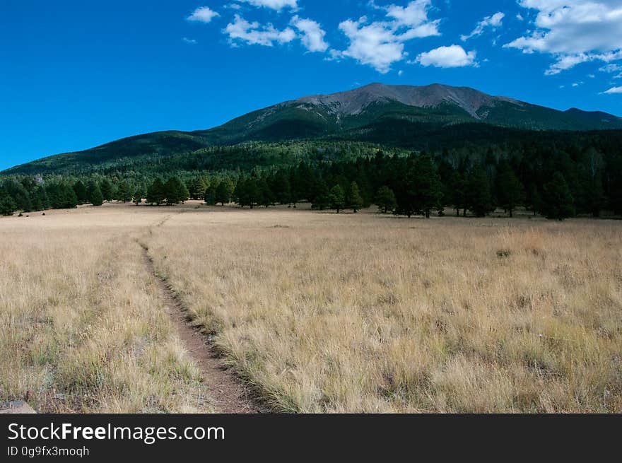 The San Francisco Peaks, an extinct stratovolcano, is the highest mountain in Arizona. Located on the western flank of the San Francisco Peaks, Bismarck Lake Trail is an easy one mile trail ascending a gentle grade up through a beautiful forest of aspen, fir, and pine to a large meadow. The meadow offers stunning, unobstructed views of the San Francisco Peaks. The trail splits, the left for a short spur leading to a small, frequently dry tank named Bismarck Lake. The right fork heads up a quarter of a mile further to meet the Arizona Trail, offering opportunities for longer outings southeast through Hart Prairie and up to the Arizona Snowbowl, or north towards Little Tank and beyond. Photo by Deborah Lee Soltesz, September 2015. Credit: U.S. Forest Service, Coconino National Forest. For more information about this trail, see the Bismarck Lake trail description on the Coconino National Forest website.