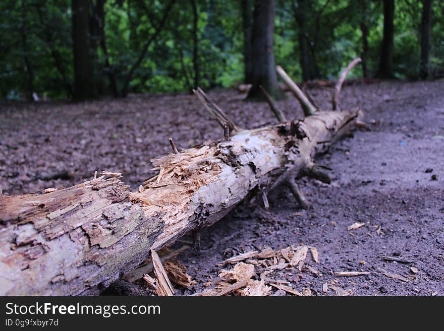 A rotting tree in a Dutch forest, image can be used freely. For all my free photos you can see StockyPics.com. A rotting tree in a Dutch forest, image can be used freely. For all my free photos you can see StockyPics.com