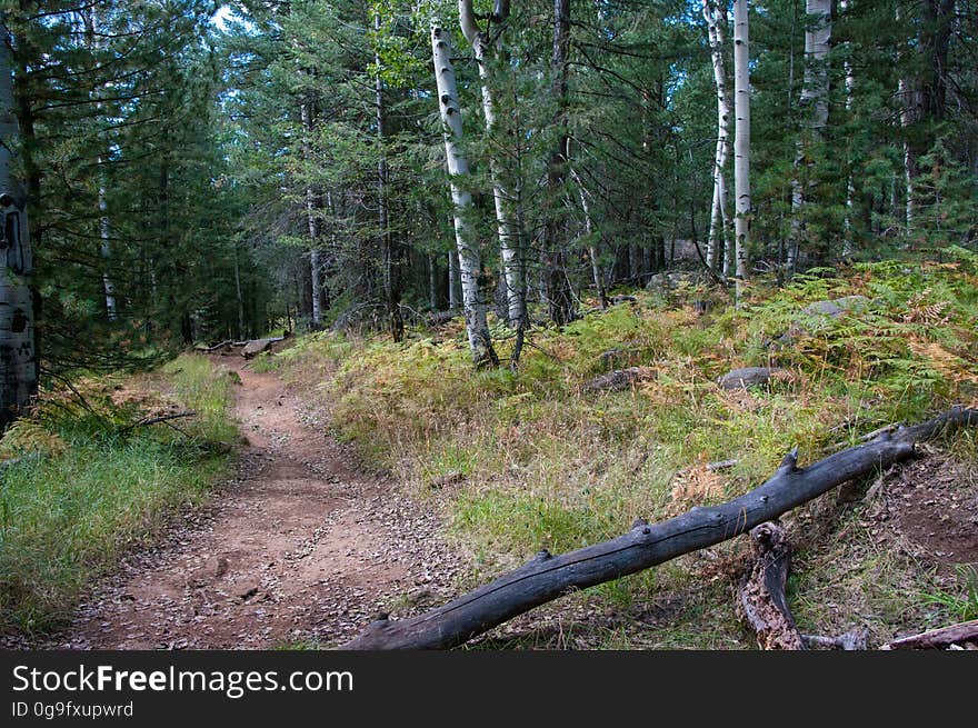 Located on the western flank of the San Francisco Peaks, Bismarck Lake Trail is an easy one mile trail ascending a gentle grade up through a beautiful forest of aspen, fir, and pine to a large meadow. The meadow offers stunning, unobstructed views of the San Francisco Peaks. The trail splits, the left for a short spur leading to a small, frequently dry tank named Bismarck Lake. The right fork heads up a quarter of a mile further to meet the Arizona Trail, offering opportunities for longer outings southeast through Hart Prairie and up to the Arizona Snowbowl, or north towards Little Tank and beyond. Photo by Deborah Lee Soltesz, September 2015. Credit: U.S. Forest Service, Coconino National Forest. For more information about this trail, see the Bismarck Lake trail description on the Coconino National Forest website.