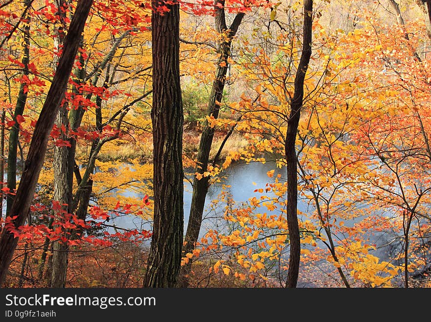 Mixed hardwood forest at peak autumn color, Carbon County, along the 3 Ponds Trail at the Lehigh Gap Nature Center. I&#x27;ve licensed this photo as CC0 for release into the public domain. You&#x27;re welcome to download the photo and use it without attribution. Mixed hardwood forest at peak autumn color, Carbon County, along the 3 Ponds Trail at the Lehigh Gap Nature Center. I&#x27;ve licensed this photo as CC0 for release into the public domain. You&#x27;re welcome to download the photo and use it without attribution.