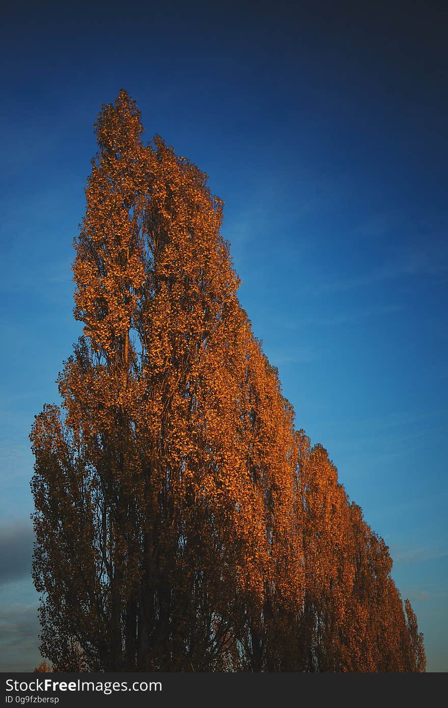 Yellow Trees