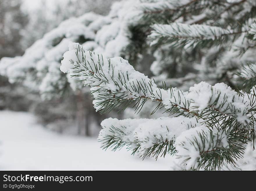 Jurmala forest in winter. Jurmala forest in winter