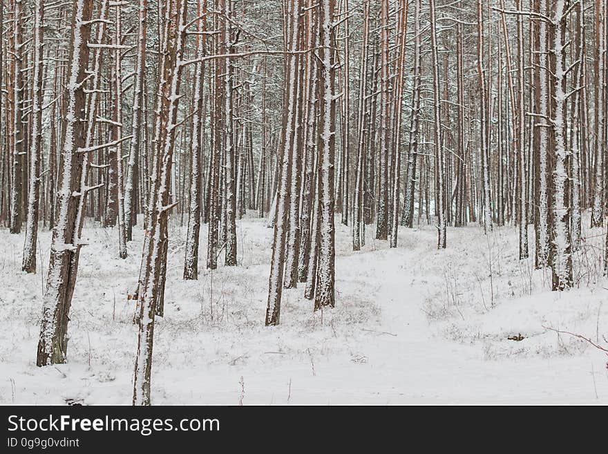 Jurmala forest in winter. Jurmala forest in winter