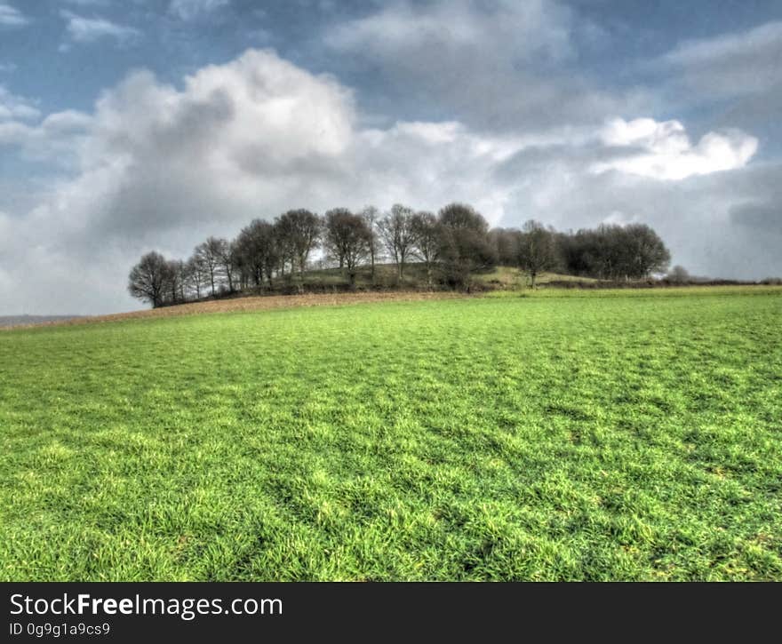 Cloud, Sky, Plant, Tree, Natural landscape, Grass