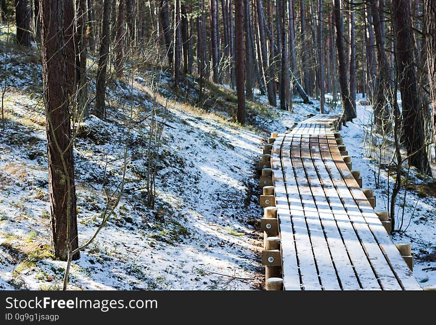 Early spring in Jurmala forest, Latvia. Early spring in Jurmala forest, Latvia.