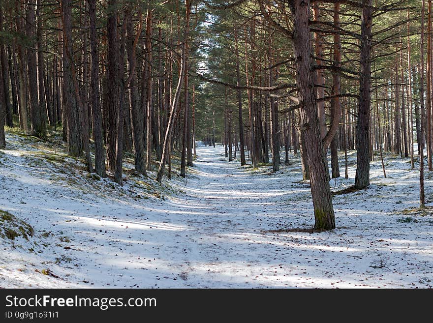 Early spring in Jurmala forest, Latvia. Early spring in Jurmala forest, Latvia.