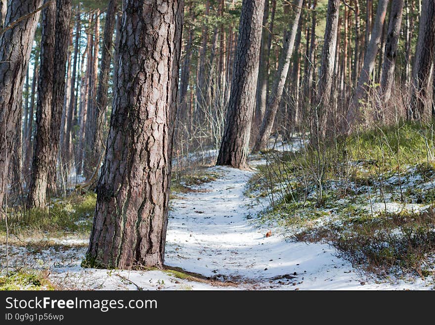 Early spring in Jurmala forest, Latvia. Early spring in Jurmala forest, Latvia.