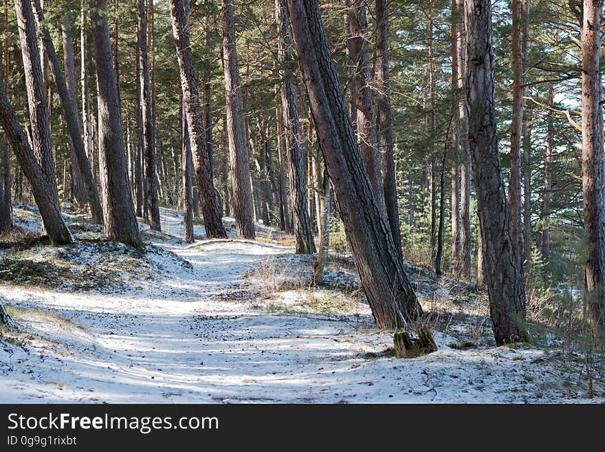 Early spring in Jurmala forest, Latvia. Early spring in Jurmala forest, Latvia.