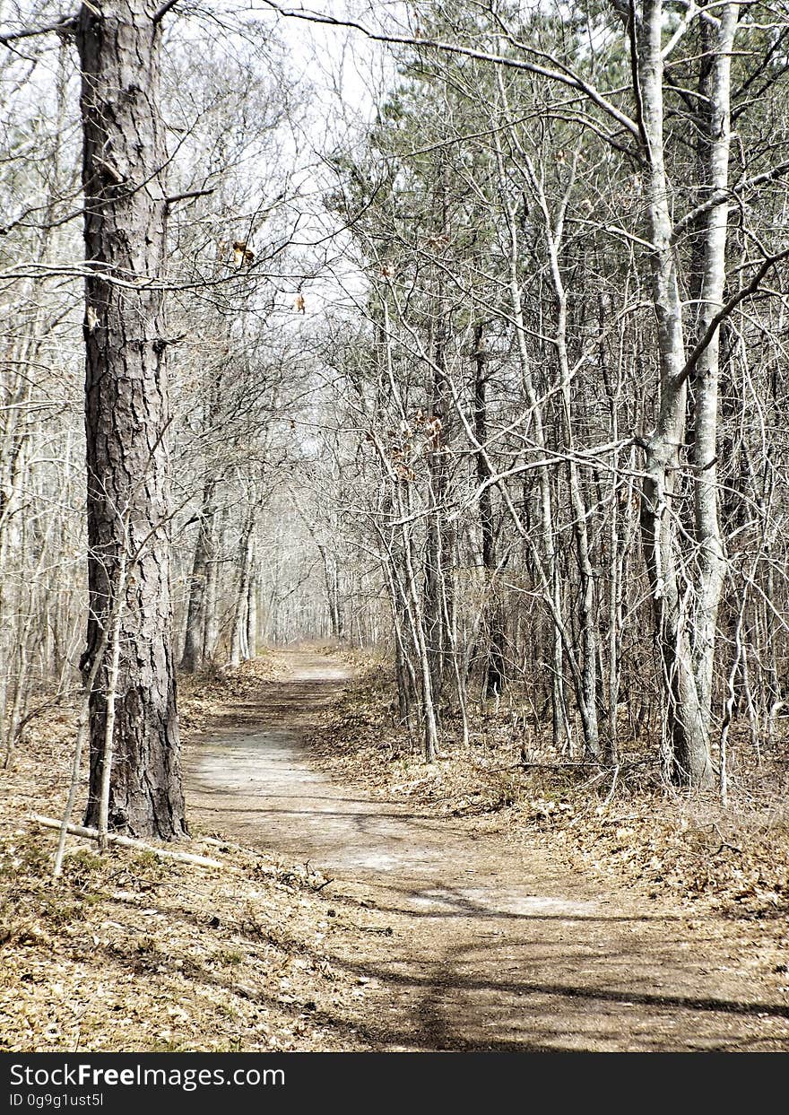 White Oak trail, long loop, at US Fish and Wildlife Wertheim refuge on Long Island. White Oak trail, long loop, at US Fish and Wildlife Wertheim refuge on Long Island.