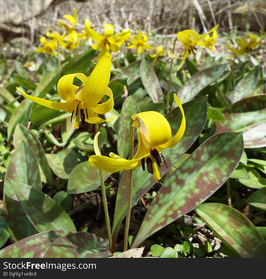 Carpet of trout lilies in Ontario forest