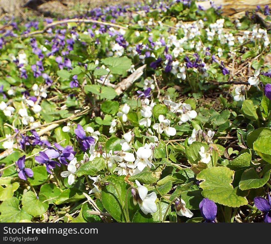 White and purple violets in Ontario forest. White and purple violets in Ontario forest