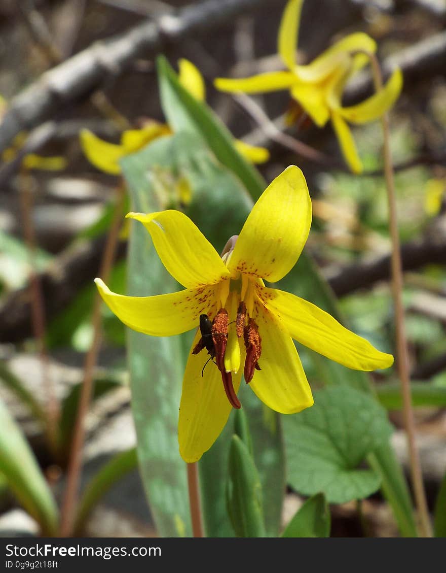 Spring Trout lilies in Ontario forest. Spring Trout lilies in Ontario forest