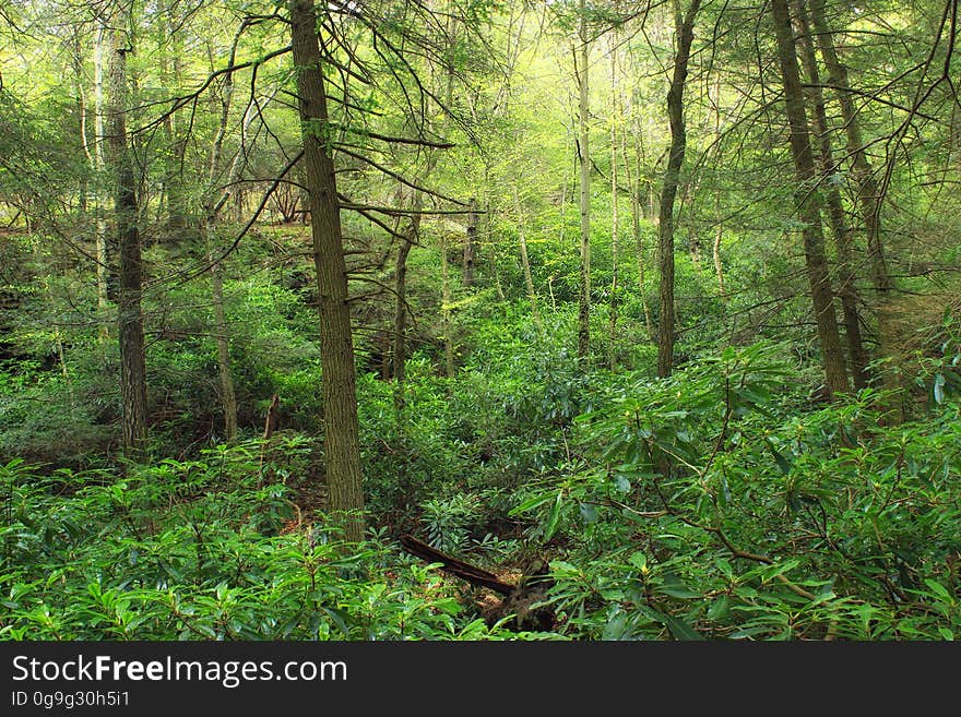 Dense forest of hemlocks, rhododendron, and yellow birches along Hypsy Creek, Monroe County, within State Game Land 38. I&#x27;ve licensed this photo as CC0 for release into the public domain. You&#x27;re welcome to download the photo and use it without attribution. Dense forest of hemlocks, rhododendron, and yellow birches along Hypsy Creek, Monroe County, within State Game Land 38. I&#x27;ve licensed this photo as CC0 for release into the public domain. You&#x27;re welcome to download the photo and use it without attribution.