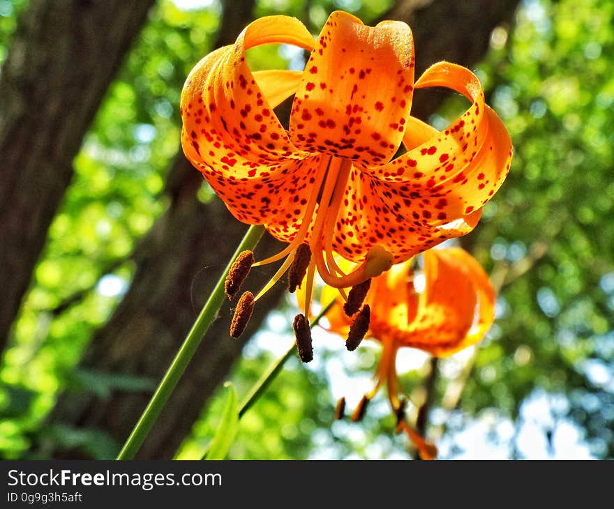 What&#x27;s up, Tiger Lily?