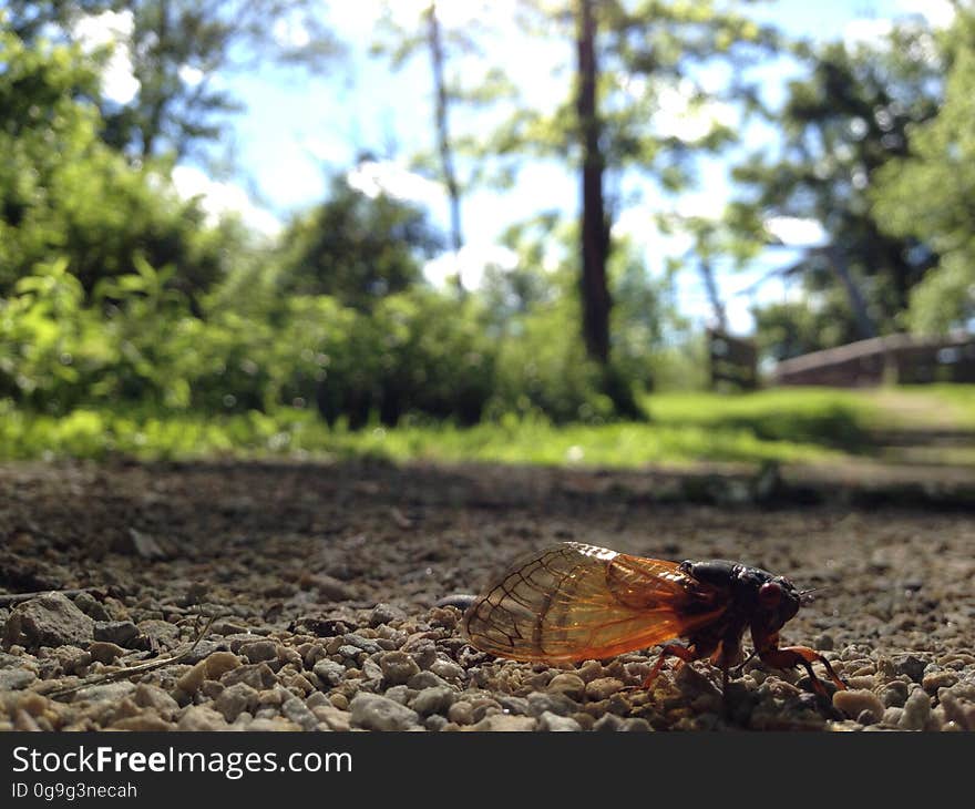 Missing entire abdomen due to Massospora cicadina infection Oldtown Creek Preserve Behind Hocking County Fairgrounds Logan, Ohio. Missing entire abdomen due to Massospora cicadina infection Oldtown Creek Preserve Behind Hocking County Fairgrounds Logan, Ohio