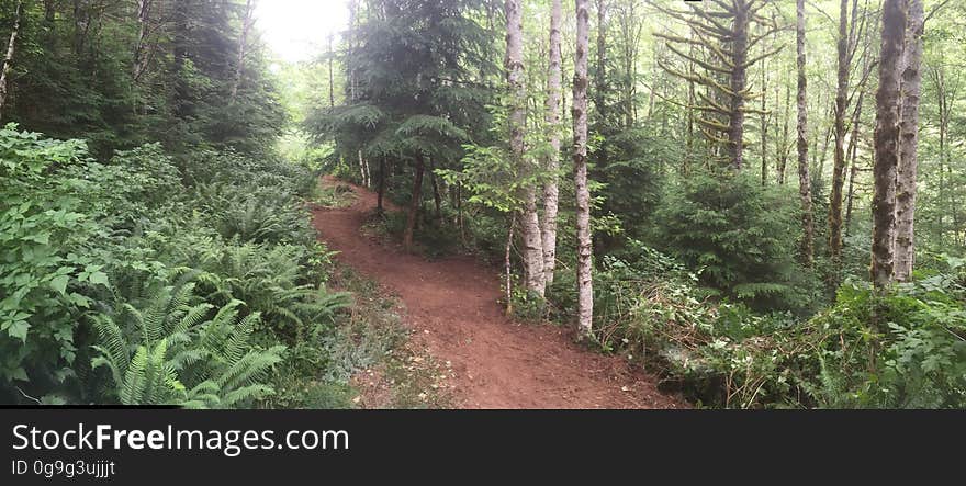 East Fork Lewis River Trail - 7-7-16