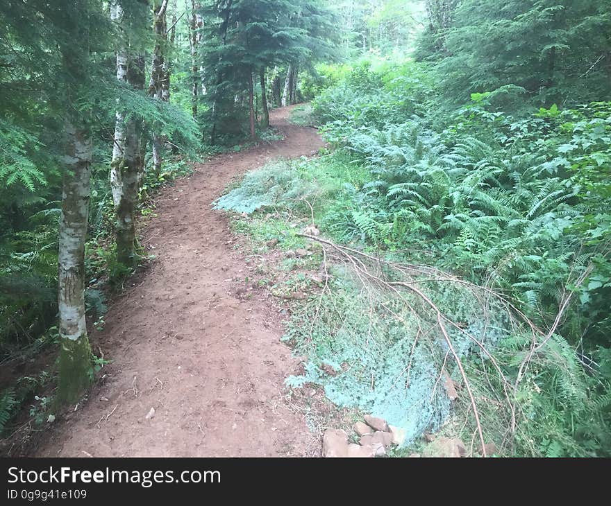 East Fork Lewis River Trail - 7-7-16